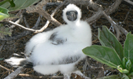 Masked booby chick: The name "booby," originally coined by sailors, referred derogatorily to these birds': lack of fear around humans. Its feeding tactics are memorable: these dazzling white birds make high velocity plunge-dives in search of fish. US Fish and Wildlife Service